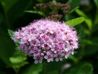 spireya-berezolistnaya-pink-spakler