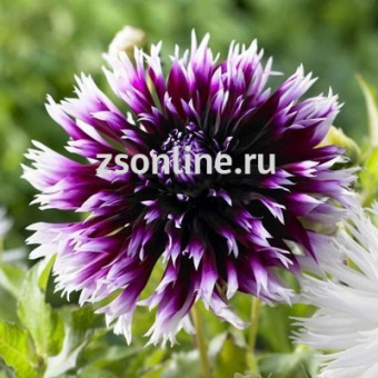 Изображение загружено обработкой по данным файла Excel