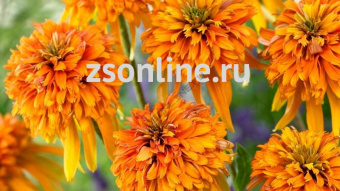 Изображение загружено обработкой по данным файла Excel