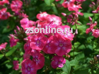 Изображение загружено обработкой по данным файла Excel