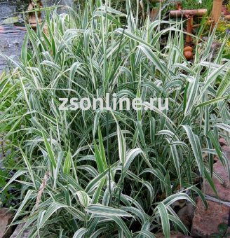 Изображение загружено обработкой по данным файла Excel