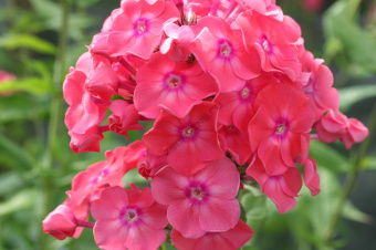 Флокс метельчатый Земляничное Суфле