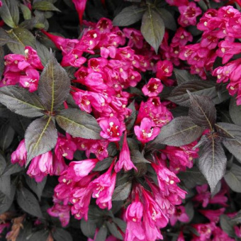 Вейгела цветущая Минор Блэк ,Weigela florida, (20-30, C2,IV)