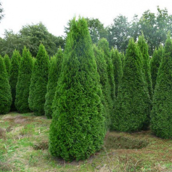 Туя западная Смарагд, Thuja Smaragd, в горшке 5л, 100-125 см