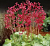Гейхера кроваво-красная Моне (листья зелёные с белым ажурным рисунком, цветки розовые,1шт, I)