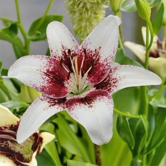 Лилия Азиатская Трайбал Кисс