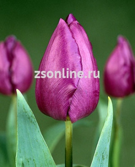 Изображение загружено обработкой по данным файла Excel