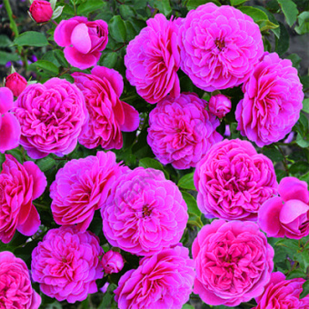 rosa_floribunda_kulinar_raspberry