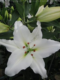 Лилия Восточная Монселла
