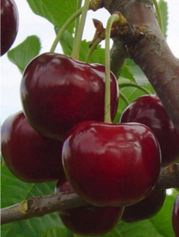 Вишня Эффектная (дюк)