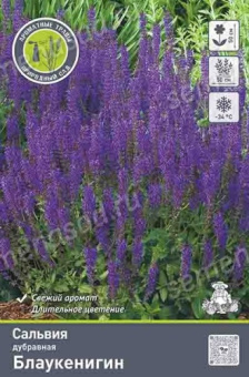 Сальвия дубравная (Шалфей) Блаукенигин (фиолетово-синий) 1шт