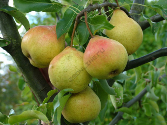 Груша Осенняя Яковлева