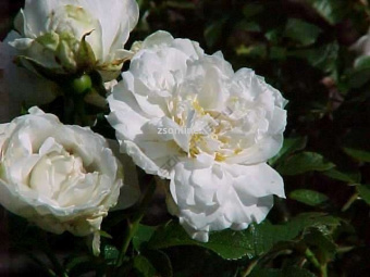 Изображение загружено обработкой по данным файла Excel