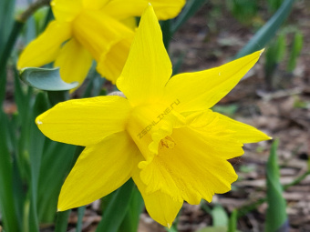 Нарцисс Dutch Master  (5 шт) BB Cap.