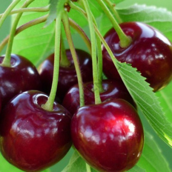 vishnya_griot_msc
