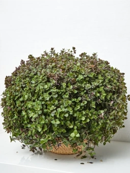 Коллизия D10 *В