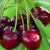 vishnya_griot_msc