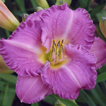 Лилейник гибридный Интрэпмент