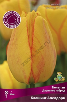 Тюльпан Дарвинов гибрид Блашинг Апелдорн 12+/К 5шт