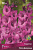Гладиолус Пёпл Даймонд 10-12/К 10шт