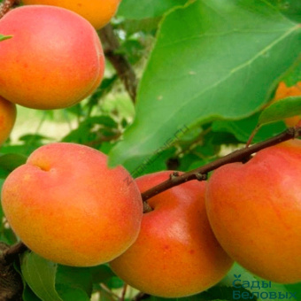Абрикос Нью Джерси/С