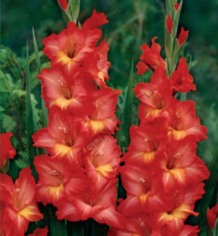 Гладиолус Никита