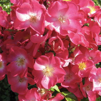 Роза мускусный гибрид Гранд-Дюк Жан