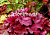 Гейхера гибридная Берри Смути(ярко-малиновые листья с фиолетовыми прожилками, цветки кремовые) 1шт
