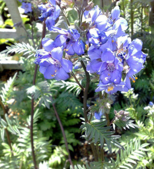 Синюха иезонская Bressingham Purple