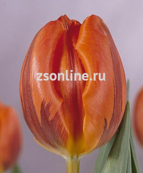 Изображение загружено обработкой по данным файла Excel