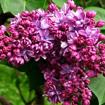 Сирень обыкновенная Виолетта/ЦКор