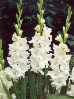 Гладиолус Сноуи Раффл