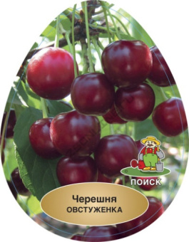 Черешня Овстуженка/клоновый подвой/С