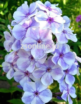 Изображение загружено обработкой по данным файла Excel