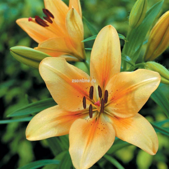 Изображение загружено обработкой по данным файла Excel