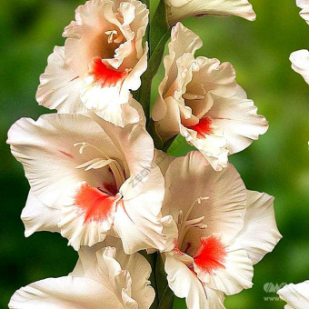 Гладиолус Аякс