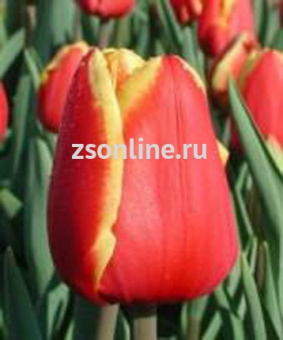 Изображение загружено обработкой по данным файла Excel