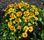 Гайлардия крупноцветковая, Gaillardia Arizona Apricot, желто-оранжевая, h-30 см, 1 л
