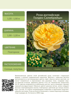 Роза английская Голден Селебрейши С12,5