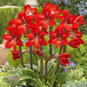 Аммарилис V1,5 л в асс.