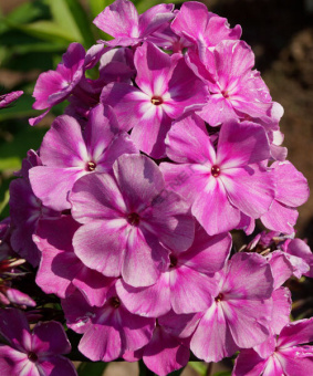 Флокс метельчатый Селена (С2)