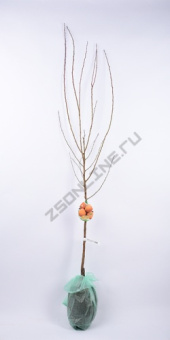 Абрикос Медовый/С