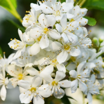 Дейция Лемуана/ЦКор