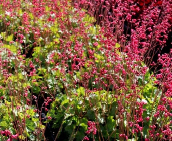 large_гейхера_ред_спанглз