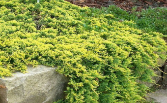 Можжевельник горизонтальный Голден Карпет, в горшке 2л, 15-20 см