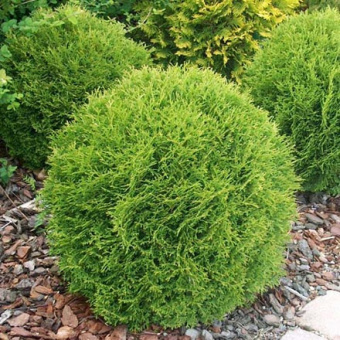 Туя западная Даника, Thuja Danica, в горшке 2л, 10-15 см
