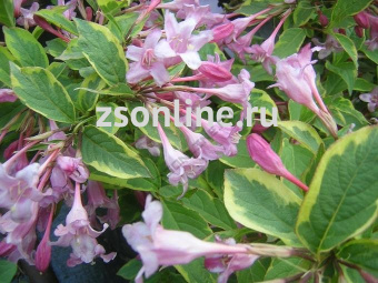 Изображение загружено обработкой по данным файла Excel