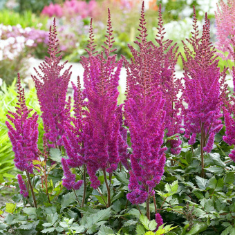 Астильба Vision in Red, С 3