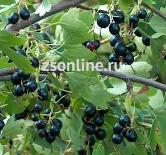 Изображение загружено обработкой по данным файла Excel