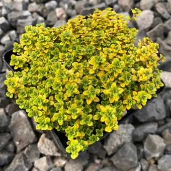 Тимьян (Чабрец) лимоннопахнущий Арчерс Голд (Р9)